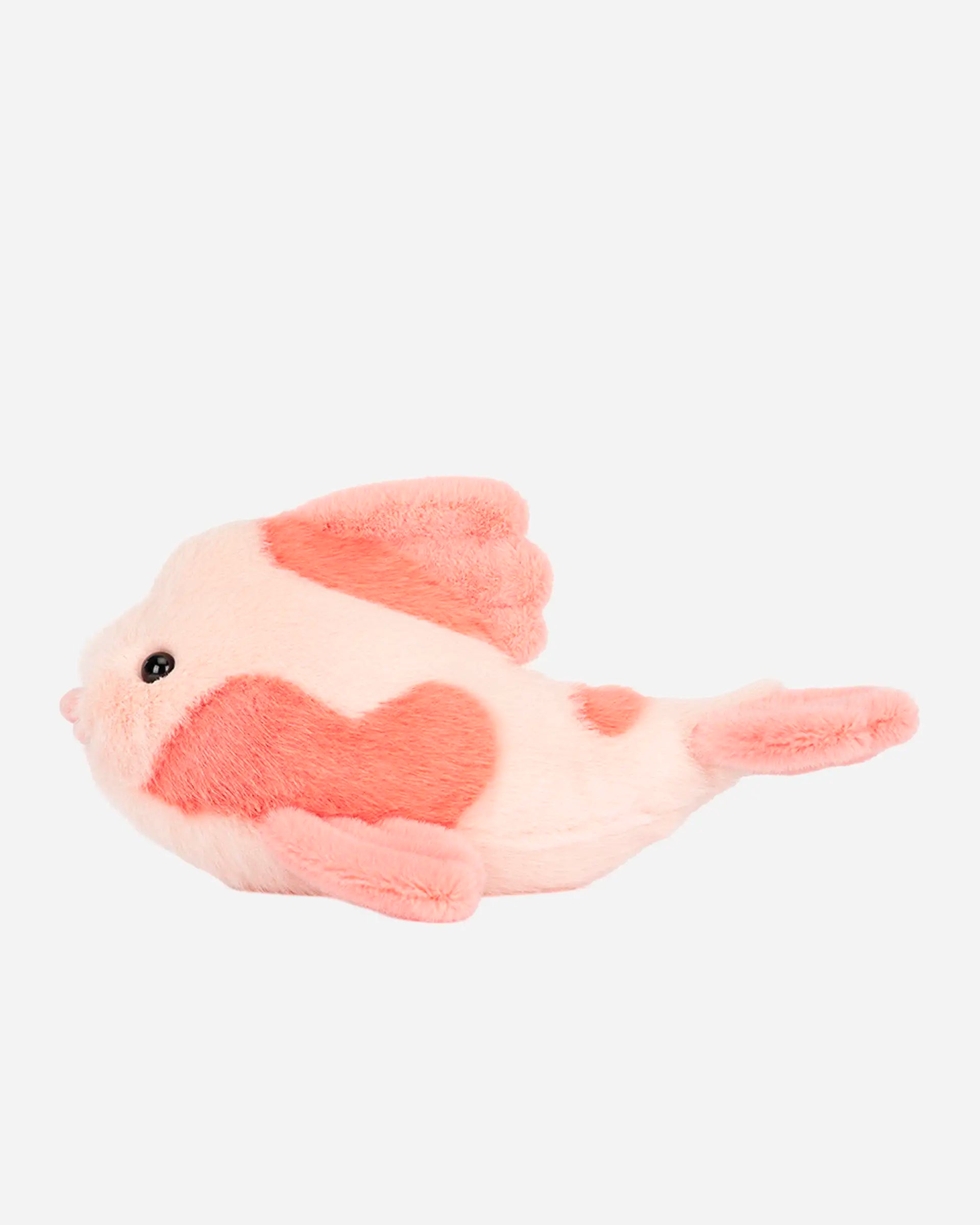 Fancy Carp